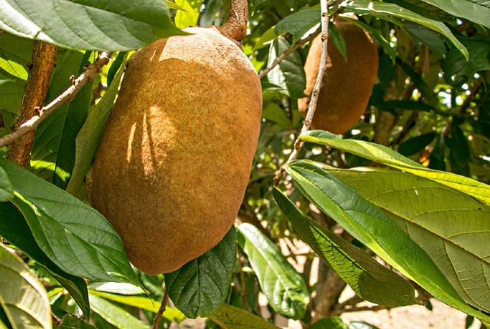 Sequenciamento Genético do Cupuaçu: Avanços e Impactos para a Bioeconomia Amazônica