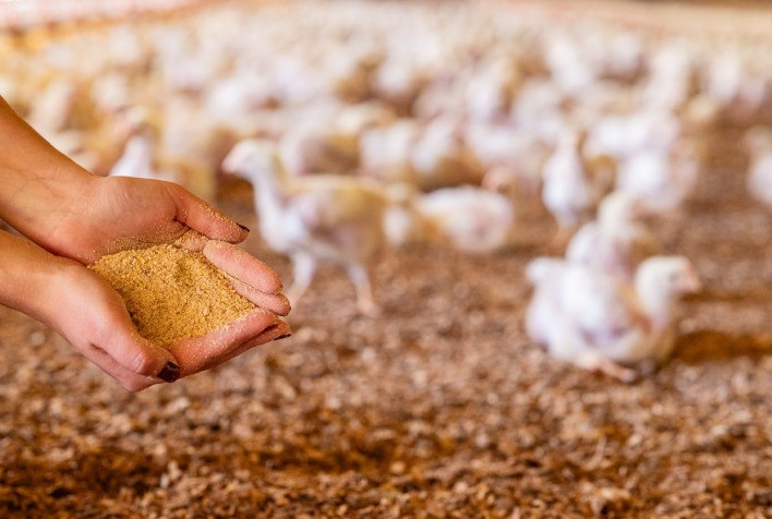 Qualidade das Matérias-Primas: Fator Crucial para o Desempenho Zootécnico das Aves