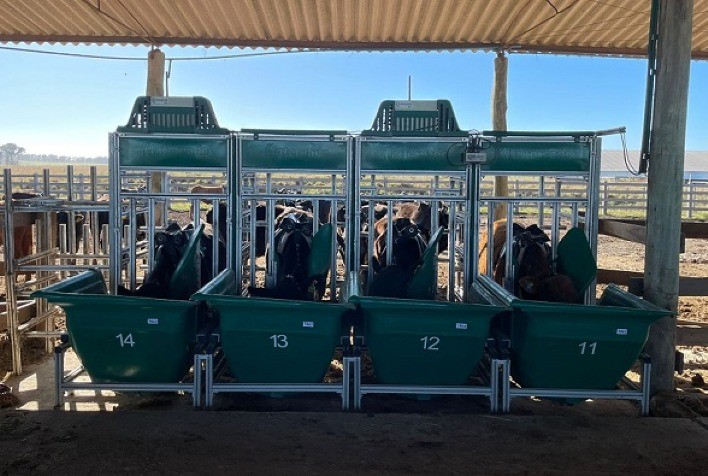 Farelo de Mamona: Alternativa Promissora para Alimentação de Bovinos de Corte