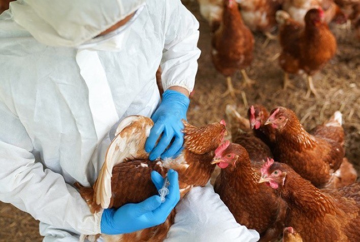 Imunidade Cruzada em Vacinas Aviárias: Entenda sua Importância e Aplicações