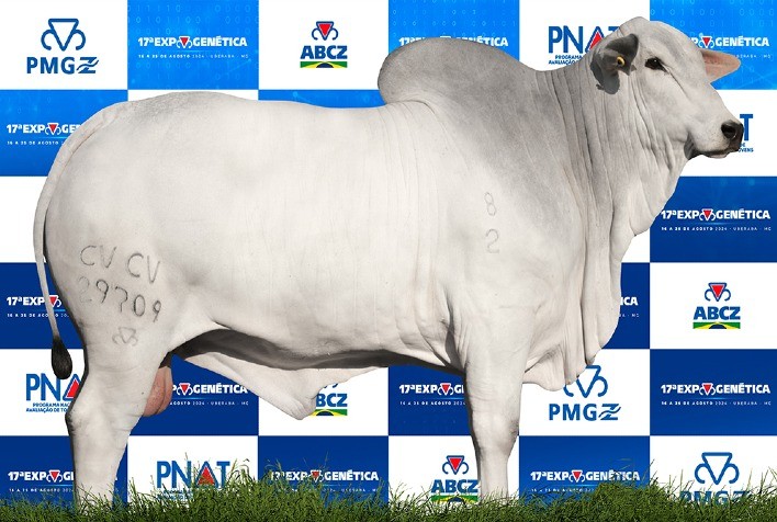 Touro da Marca CV Se Destaca no PNAT 2024 e é Contratado por Central de Semex Brasil