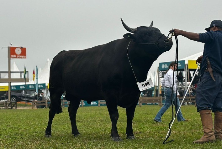 ABS Adquire Touro da Raça Wagyu, Reconhecida pela Carne de Alta Qualidade
