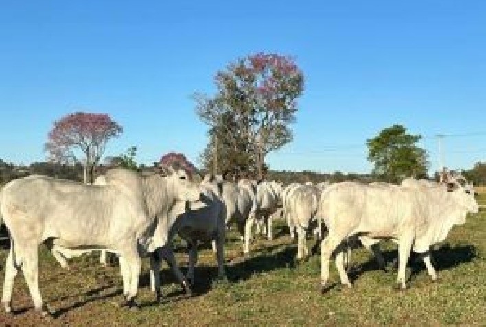 Feicorte 2024 Destaca Qualidade Genética da Pecuária Brasileira com Exposição de Animais