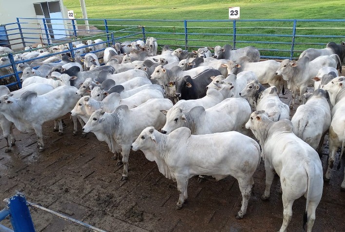 Circuito Nelore de Qualidade Celebra 10ª Etapa Nacional em Nova Andradina (MS)