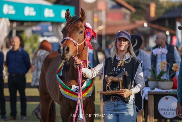Cavalo Árabe Brilha na Expointer 2024 com Recorde de Público e Negócios