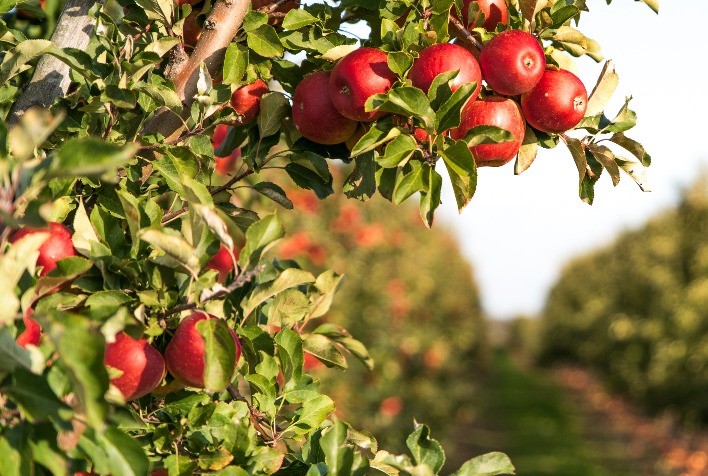 Fim do Inverno Promete Impulsionar Produção de Maçãs