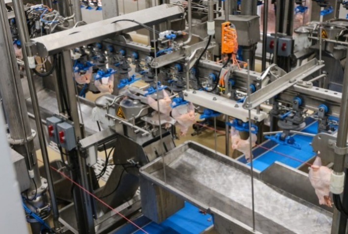 Desempenho do frango abatido na 36ª semana de 2024, primeira do mês de setembro