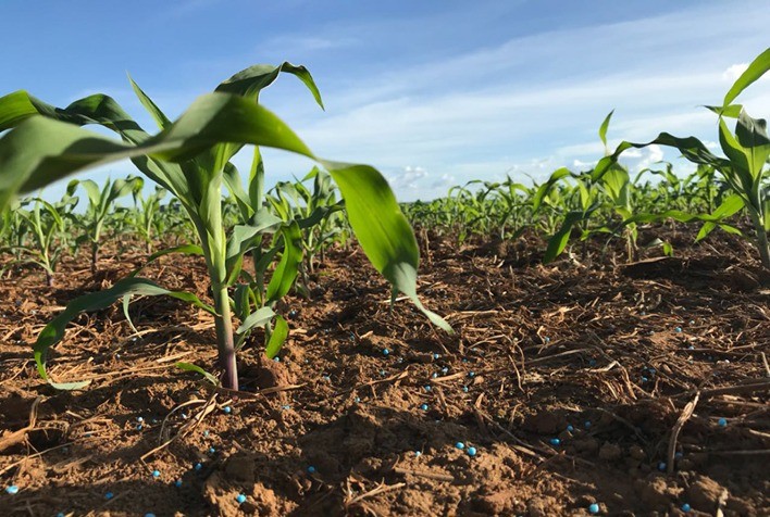 Plantio de Milho Verão Atinge 15% no Centro-Sul com Chuvas Irregulares