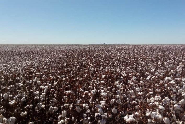 Venda de Sementes de Algodão Mantém Ritmo Dentro do Esperado, Afirma SLC