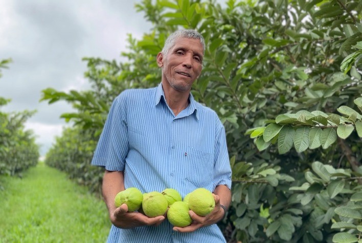 Goiaba Agroecológica da Agricultura Familiar Enriquece Merenda Escolar em Araguari