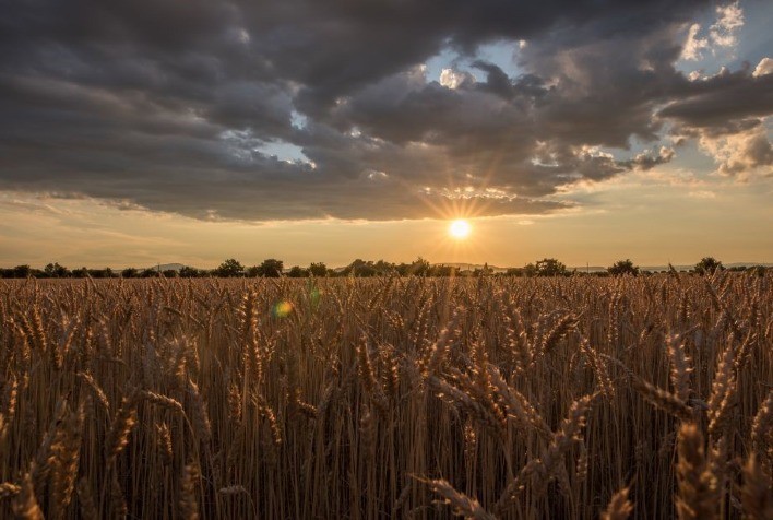 Congresso Internacional do Trigo Explora Cenários Geopolíticos e Econômicos