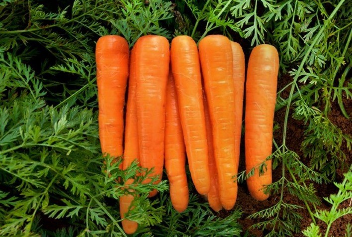 Preços da cenoura registram terceira semana de queda em São Gotardo