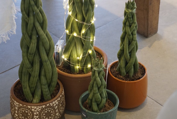 Produtores de Flores Antecipam Vendas para o Natal em Grande Feira