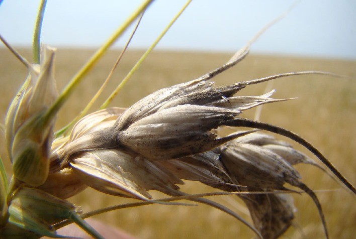 Mudanças climáticas podem reduzir produção global de trigo em 13% até 2050
