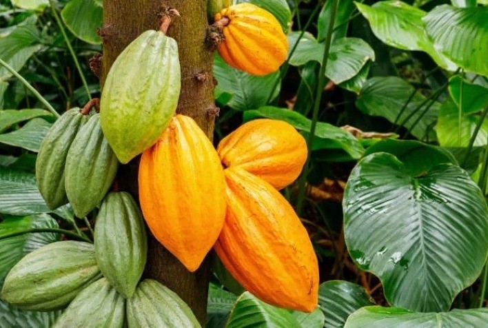 Cacau desponta como nova força econômica no Tocantins