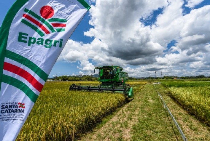 Santa Catarina Supera Expectativas com Alta na Produção de Arroz, Feijão e Soja