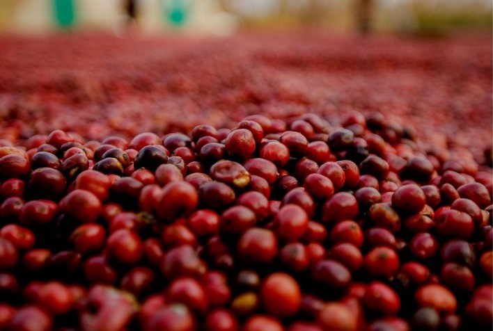Mercado de Café Apresenta Alta nas Bolsas de Londres e Nova York