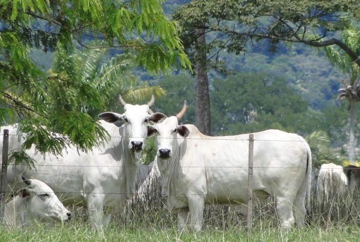 Boi Gordo: Indicador CEPEA/B3 Registra Alta de 3% na Primeira Dezena de Setembro, Pecuaristas Esperam Valorização Maior