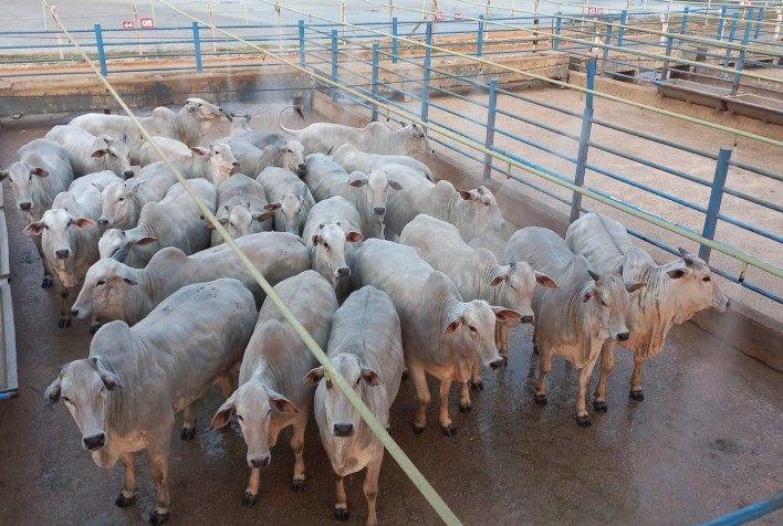 Colíder sedia a décima etapa do Circuito Nelore de Qualidade com avaliação de 520 animais