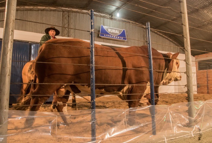 Retomada no Setor Pecuário Impulsiona Expectativas de Criadores de Hereford e Braford para a Primavera