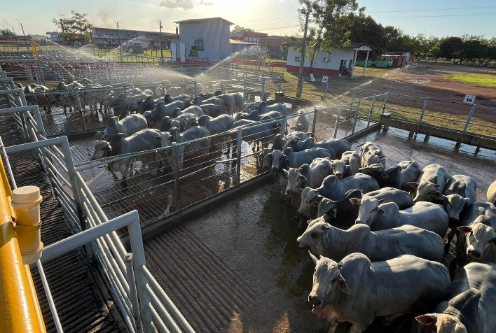 Circuito Nelore de Qualidade Avalia 414 Machos em Igarapé do Meio