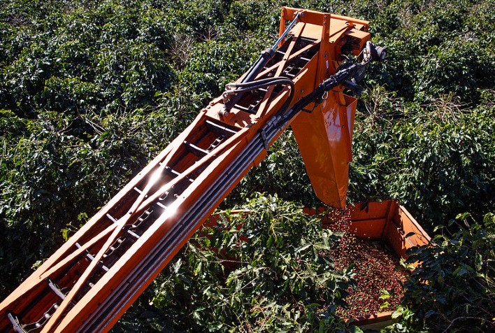Comercialização de Café Avança e Produtores Negociam Mais da Metade da Safra 2024/25