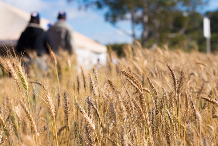 Diversificação de Culturas Impulsiona o Sucesso Agropecuário em Goiás