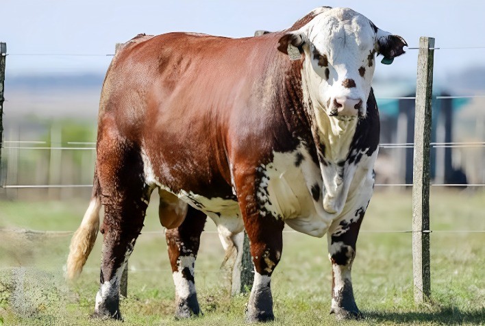 Leilão Virtual da Estância Aurora Arrecada Mais de R$ 1 Milhão em Uruguaiana