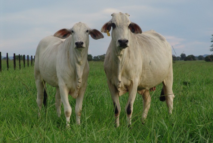 Manejo Nutricional das Vacas de Corte: Chave para Aumentar a Produtividade e Rentabilidade
