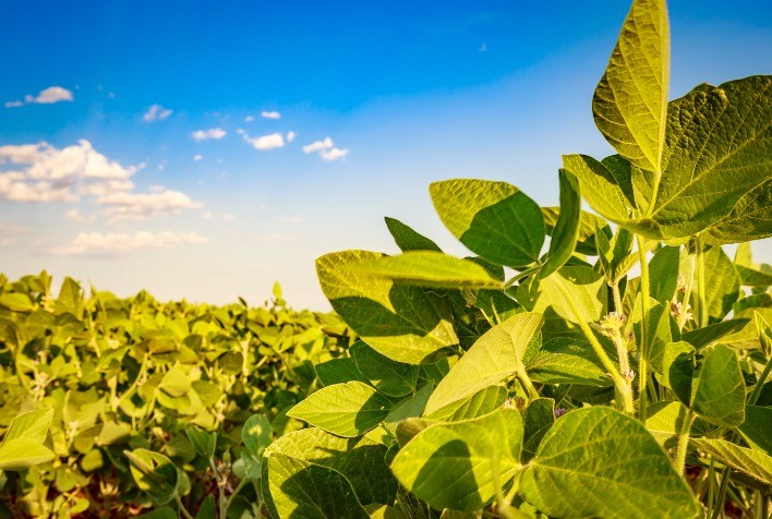 Biofungicidas Multissítios: Eficácia e Custo-Benefício em Alta