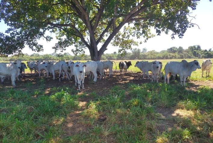 Suplementação Estratégica Eleva Desempenho de Rebanho e Reduz Custos na Fazenda Água Preta