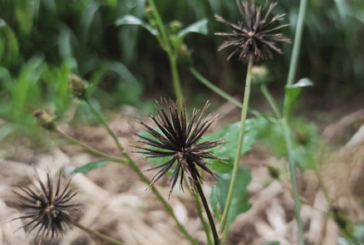 Desafios e Estratégias para a Cultura da Soja no Brasil