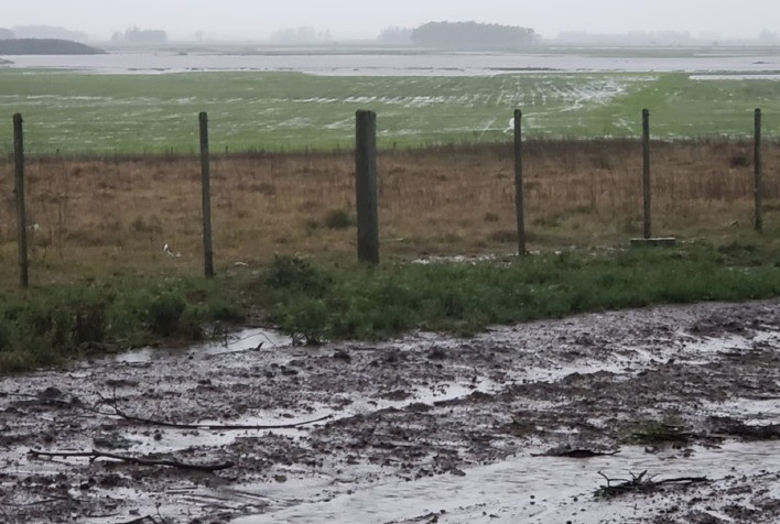 Desafios no Plantio de Soja no RS: Presença de Alumínio Tóxico e Dicas para Correção