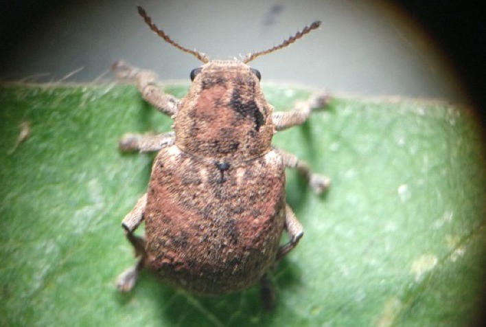 Feroce da UPL Recebe Registro para Controle do Cascudinho da Soja