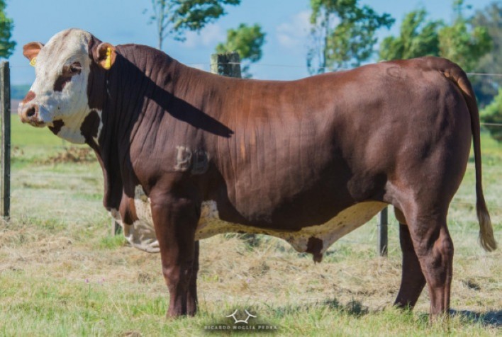 ABS Adquire Touro Braford Destaque da PAC 2024