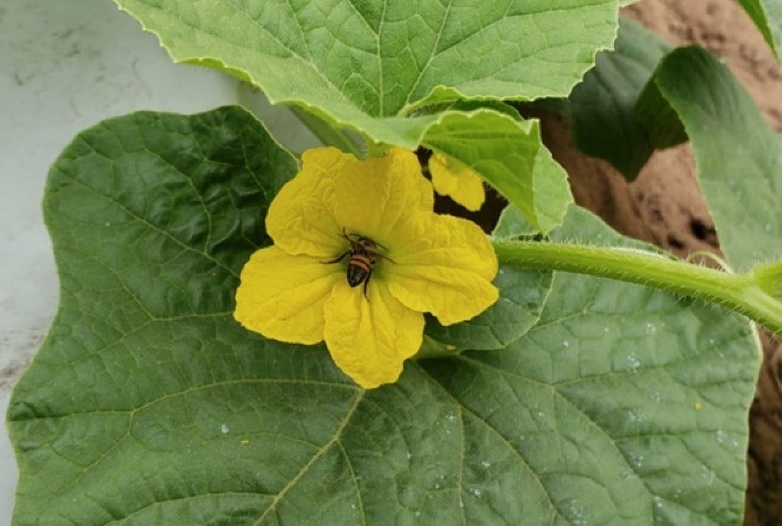 Integração da Apicultura Impulsiona Produtividade e Qualidade em Cultivos de Melão e Melancia