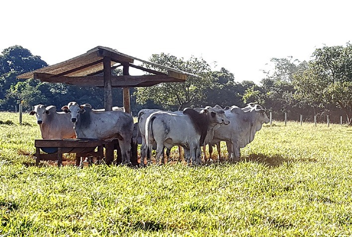 Mercado do Boi Gordo em Alta: Escalas Encurtadas e Forte Demanda Sustentam Preços