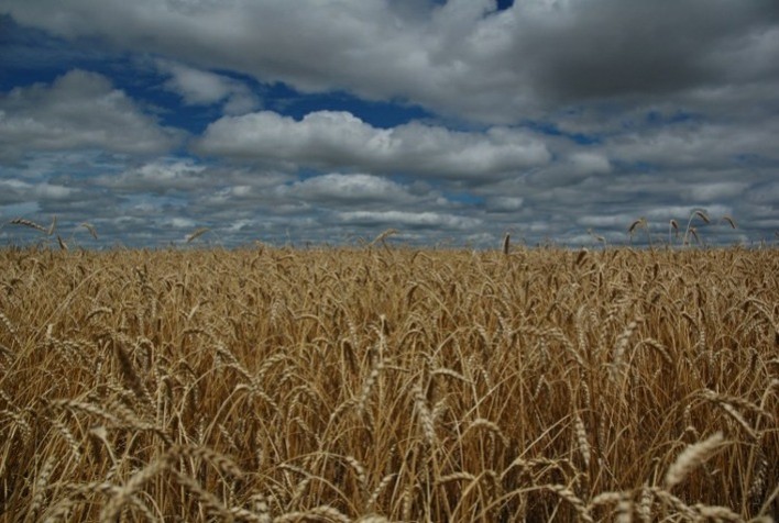 Aumento na Produção de Trigo e Aveia no Canadá Contrasta com Queda na Canola, aponta StatsCan