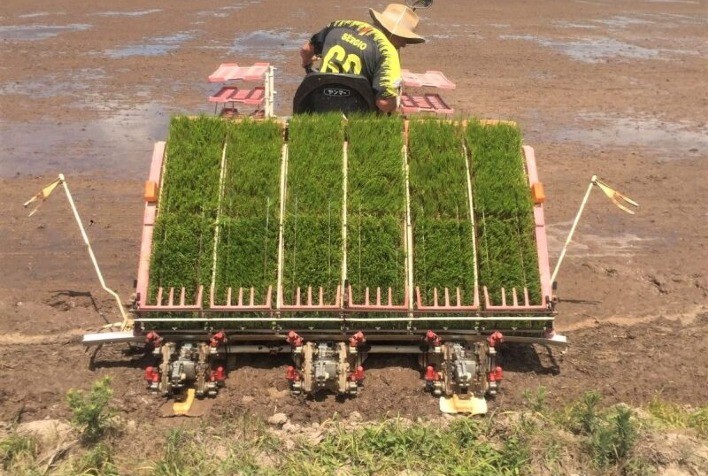Início da Semeadura de Arroz no Rio Grande do Sul é Marcado por Pequena Área Plantada