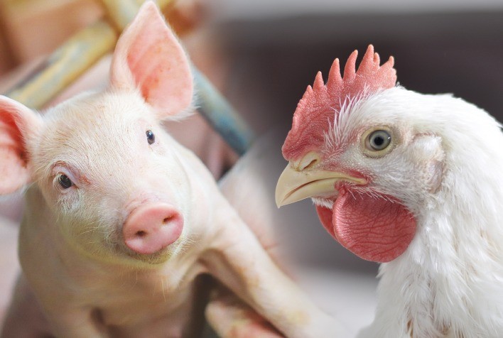 Produção de Carne Suína e de Frango Deverá Atingir Recorde Histórico em 2025