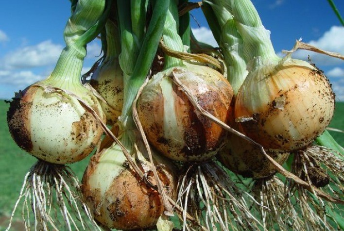 Perspectivas Favoráveis para Lavouras de Inverno em Santa Catarina