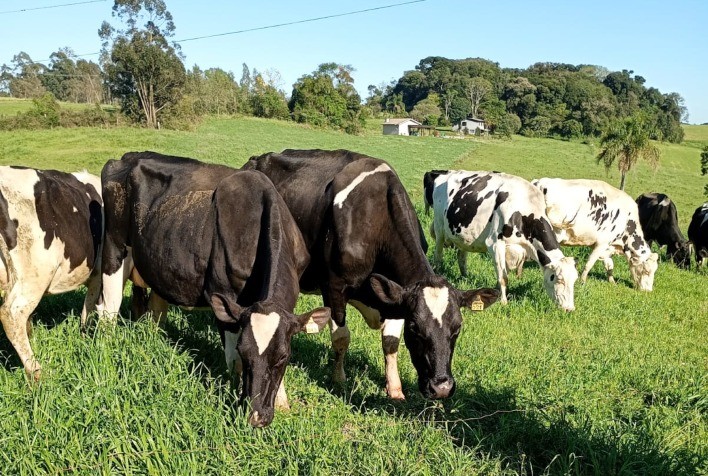 Produtores de Leite Dilema Entre Colher Pastagem e Antecipar Plantio de Milho