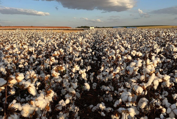 USDA revisa para baixo estimativa de produção de algodão nos EUA