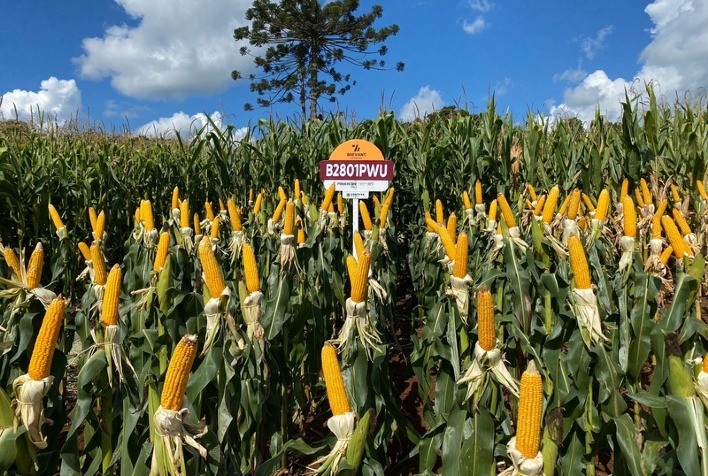 Inovações para a Safra de Milho 2024/25: Apostas em Híbridos Regionais