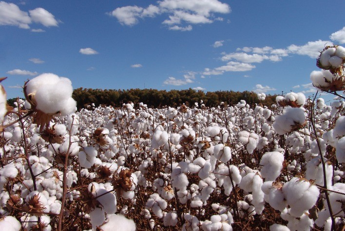 Clima Favorável Pode Impulsionar Área de Algodão na 1ª Safra no Brasil