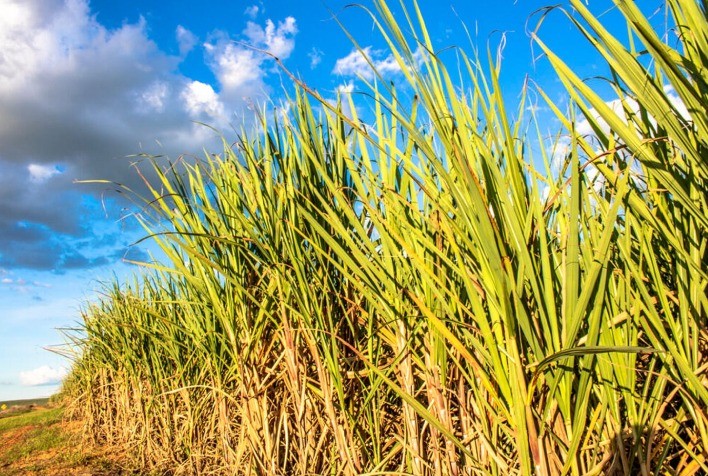 Déficit Hídrico Prejudica Produtividade da Cana-de-açúcar na Safra 2024/25