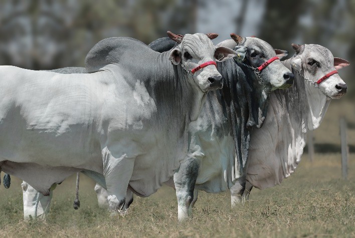 Parceria Entre Naviraí e ABS Impulsiona Produtividade e Rentabilidade na Pecuária de Corte