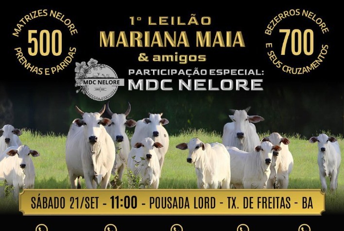 Primeira Edição do Leilão Mariana Maia & Amigos Oferece 1,2 Mil Animais Nelore