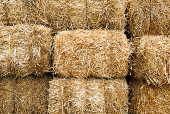 Brasil Amplia Exportações: Canadá Acolhe Feno e Fibra de Coco