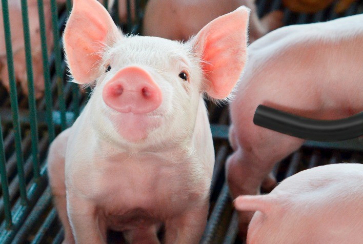 Manejo Eficiente e Equilíbrio Genético: Chaves para Reduzir a Mortalidade Pré-Desmame na Suinocultura